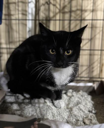 Swordfish — thumbnail 2