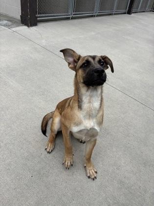 Enlarge Stitch, a ADOPTABLE mixed breed in Steamboat Springs, CO image 1/1
