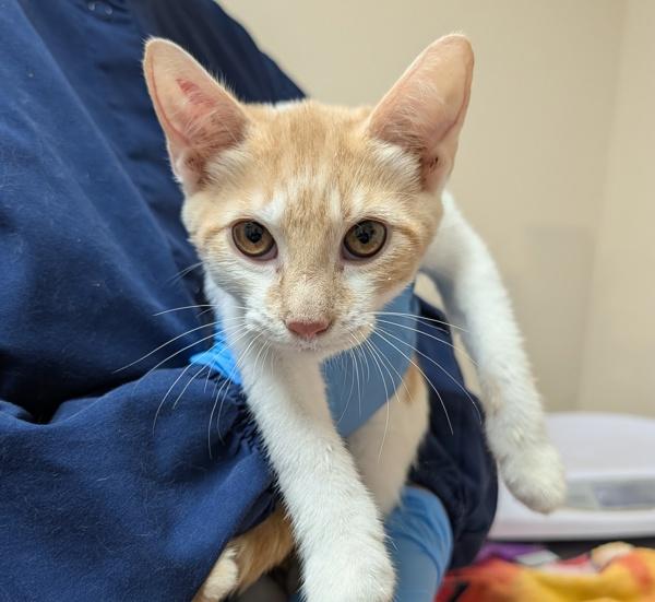 Horatio, Adoptable, Kitten Male Domestic Short Hair.