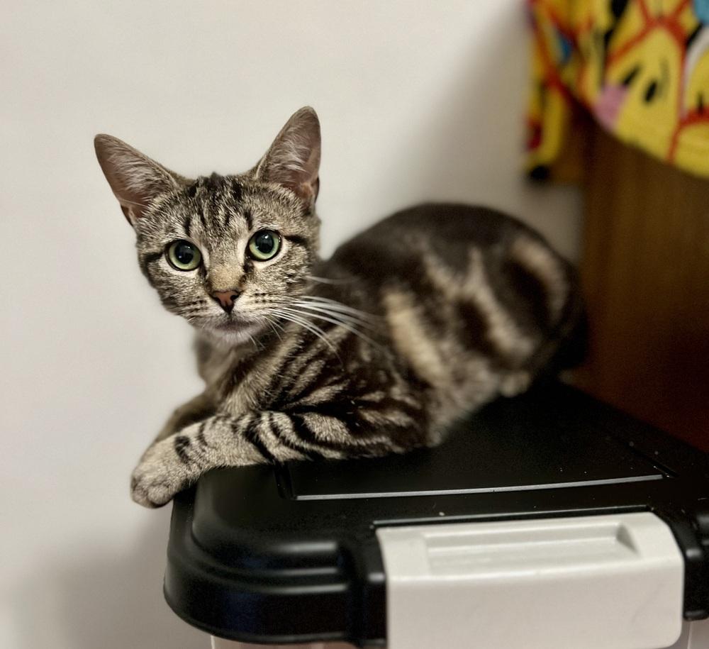 Hayley 2024, Adoptable, Adult Female Domestic Short Hair.