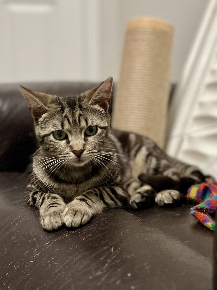 Enlarge Hayley 2024, a Adoptable mixed breed in Virginia Beach, VA image 2/3