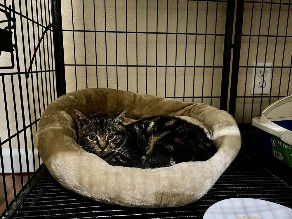 Enlarge Hayley 2024, a Adoptable mixed breed in Virginia Beach, VA image 3/3