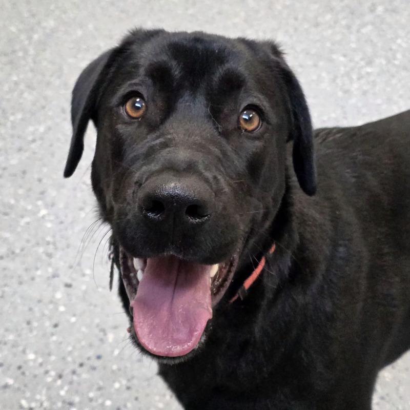 Eddy, Adoptable, Young Male Labrador Retriever & Shepherd.