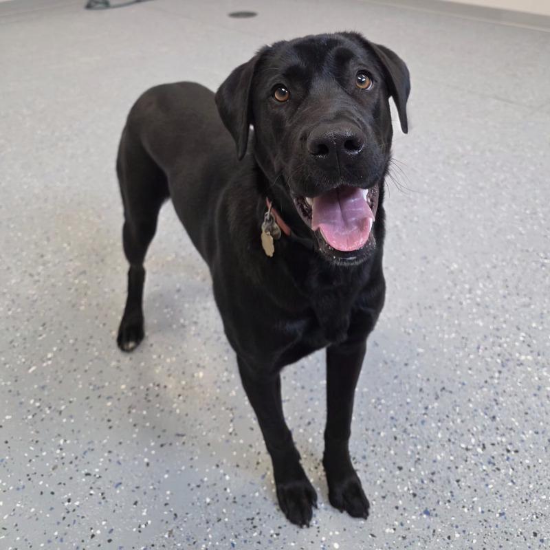 Enlarge Eddy, a Adoptable mixed breed in Yankton, SD image 2/6