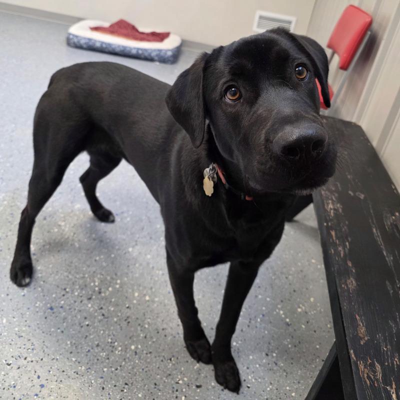 Enlarge Eddy, a Adoptable mixed breed in Yankton, SD image 3/6