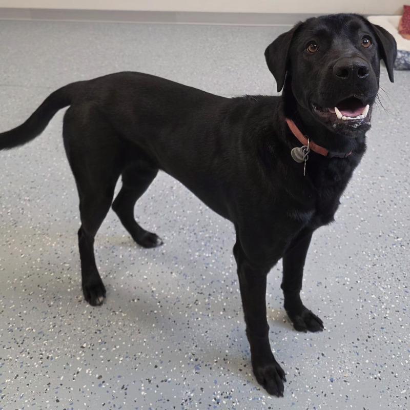 Enlarge Eddy, a Adoptable mixed breed in Yankton, SD image 4/6