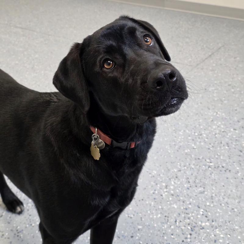 Enlarge Eddy, a Adoptable mixed breed in Yankton, SD image 5/6