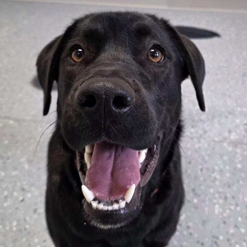 Enlarge Eddy, a Adoptable mixed breed in Yankton, SD image 6/6