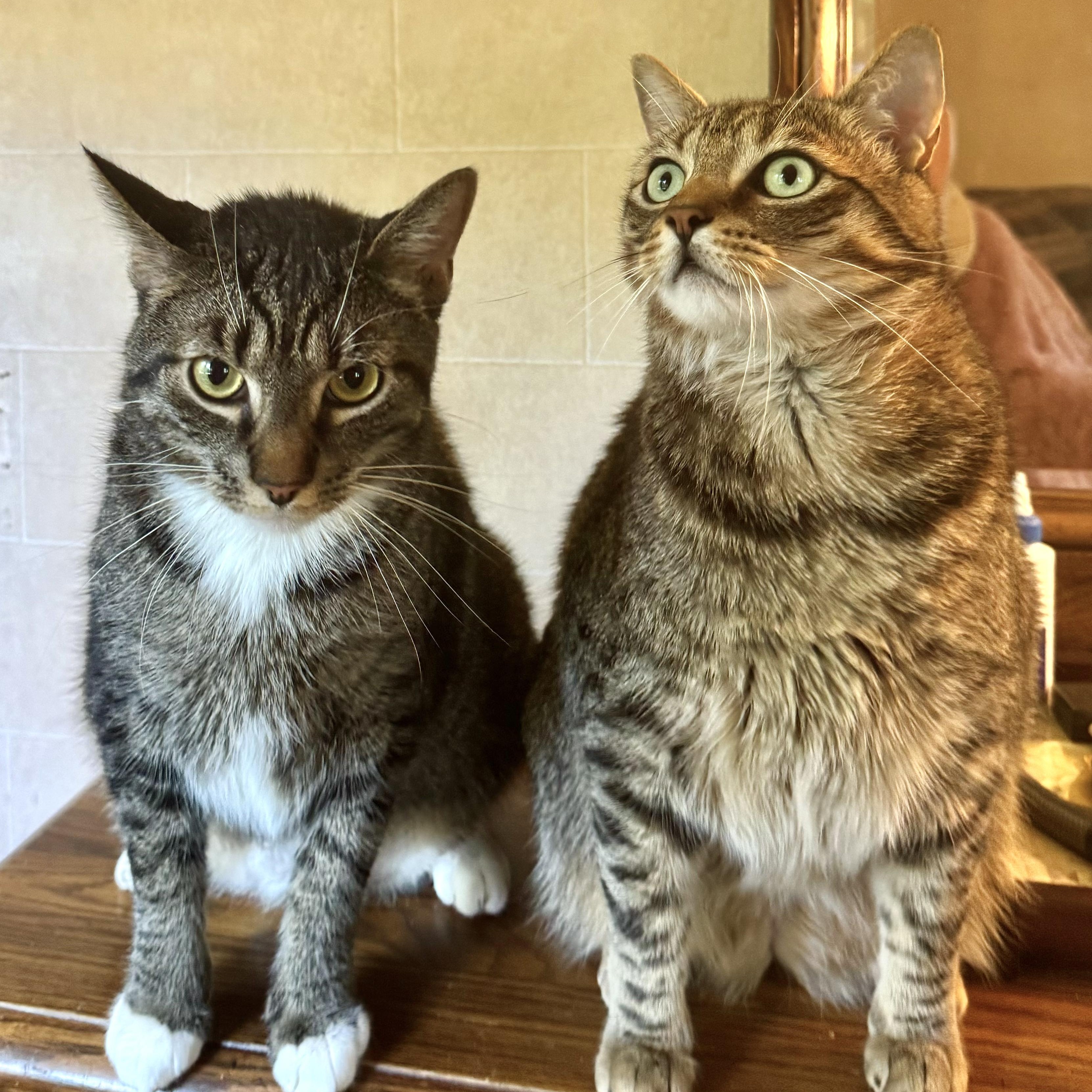 Enlarge Seven & Lake, a Adoptable Domestic Short Hair in Ramsey, NJ image 1/5