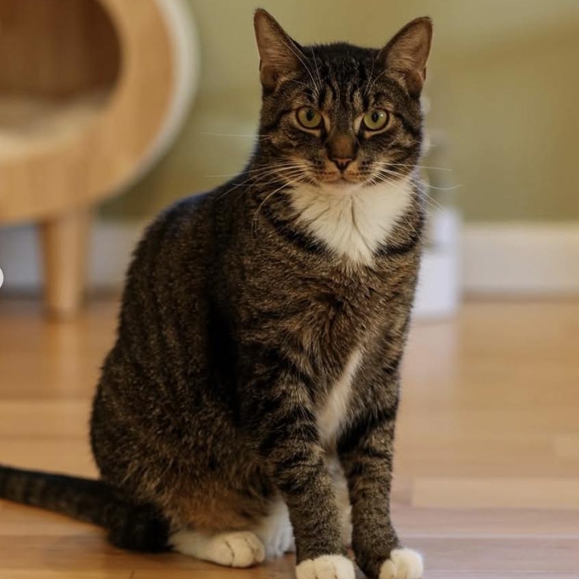 Enlarge Seven & Lake, a Adoptable Domestic Short Hair in Ramsey, NJ image 2/5