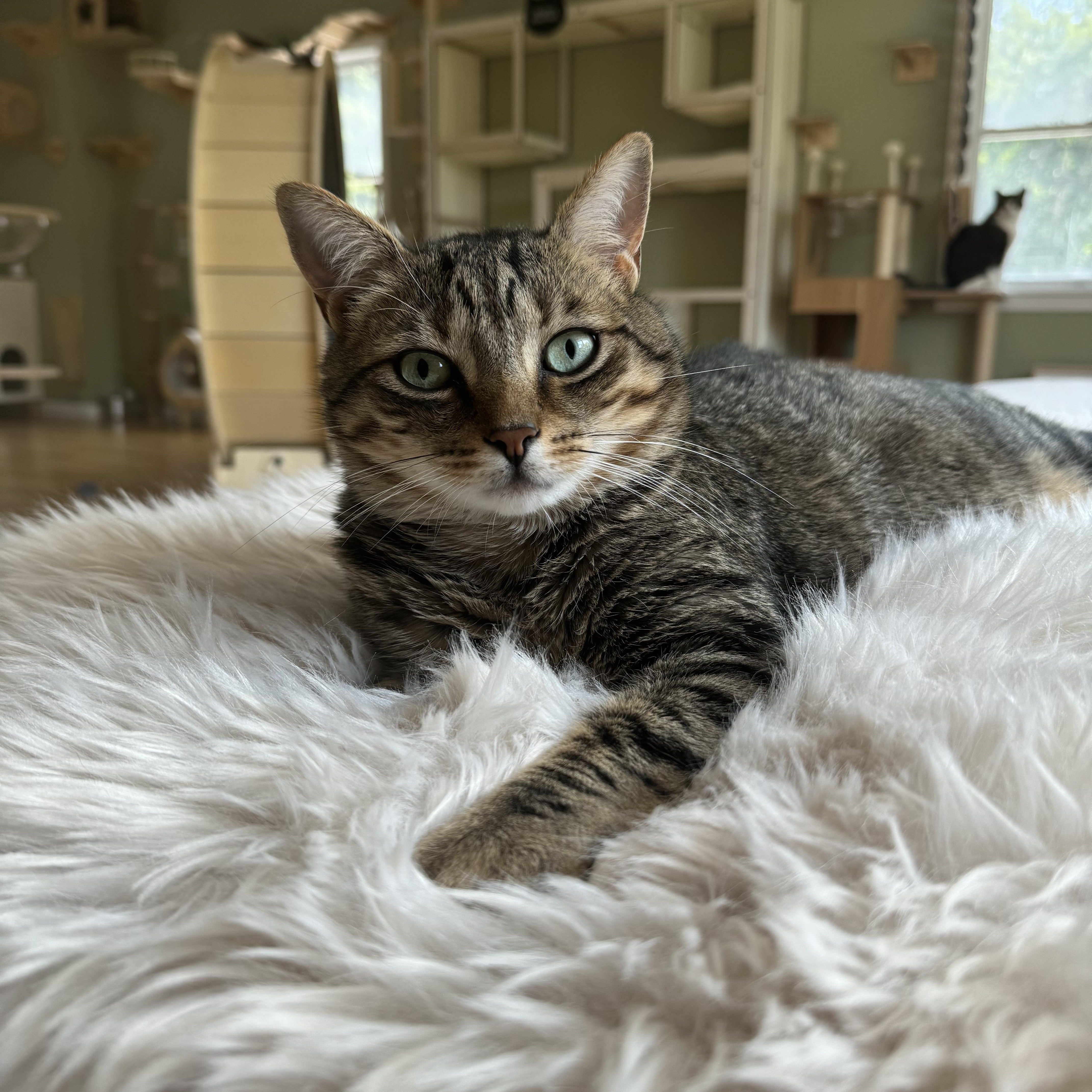 Enlarge Seven & Lake, a Adoptable Domestic Short Hair in Ramsey, NJ image 3/5