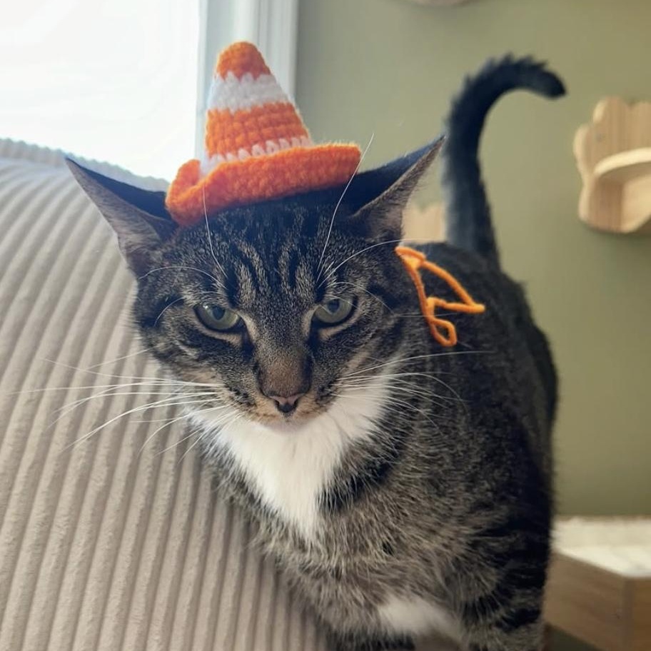 Enlarge Seven & Lake, a Adoptable Domestic Short Hair in Ramsey, NJ image 4/5