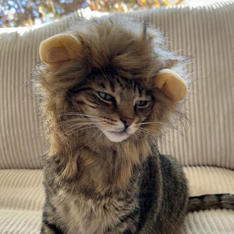 Enlarge Seven & Lake, a Adoptable Domestic Short Hair in Ramsey, NJ image 5/5