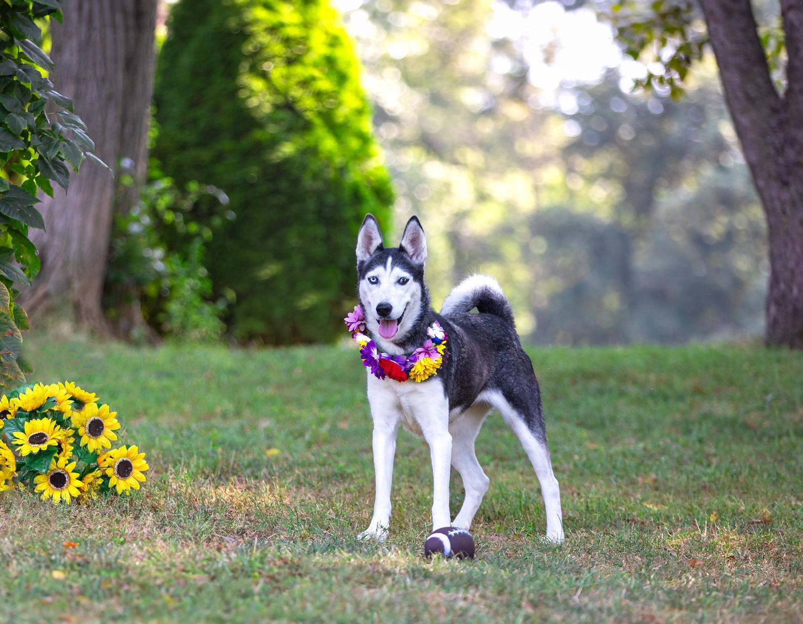 Enlarge Nova, a Adoptable Husky in Coatesville, PA image 1/3