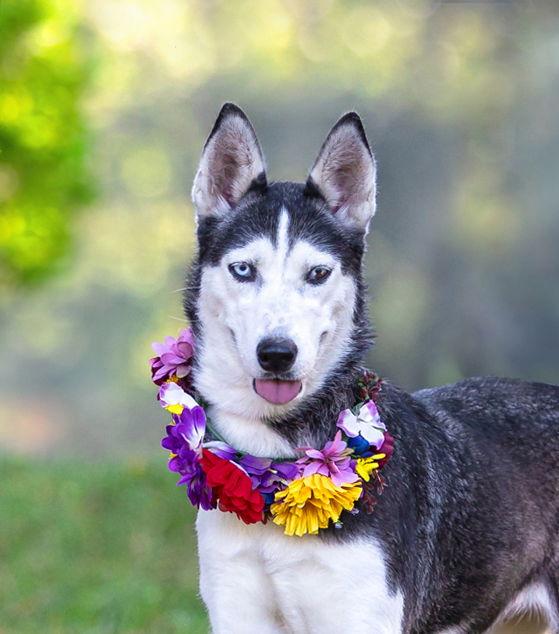 Enlarge Nova, a Adoptable mixed breed in Coatesville, PA image 2/3