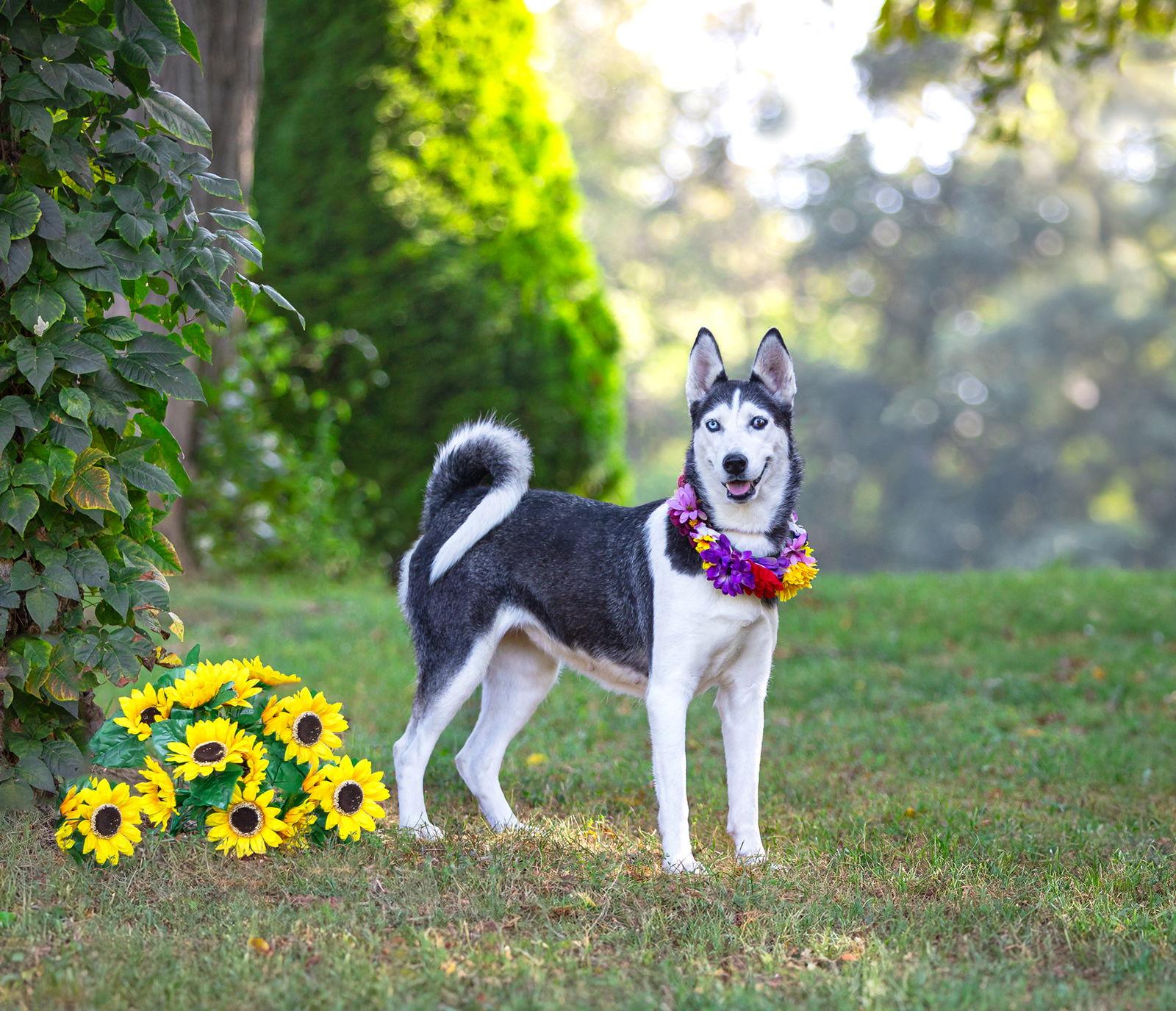 Enlarge Nova, a Adoptable mixed breed in Coatesville, PA image 3/3