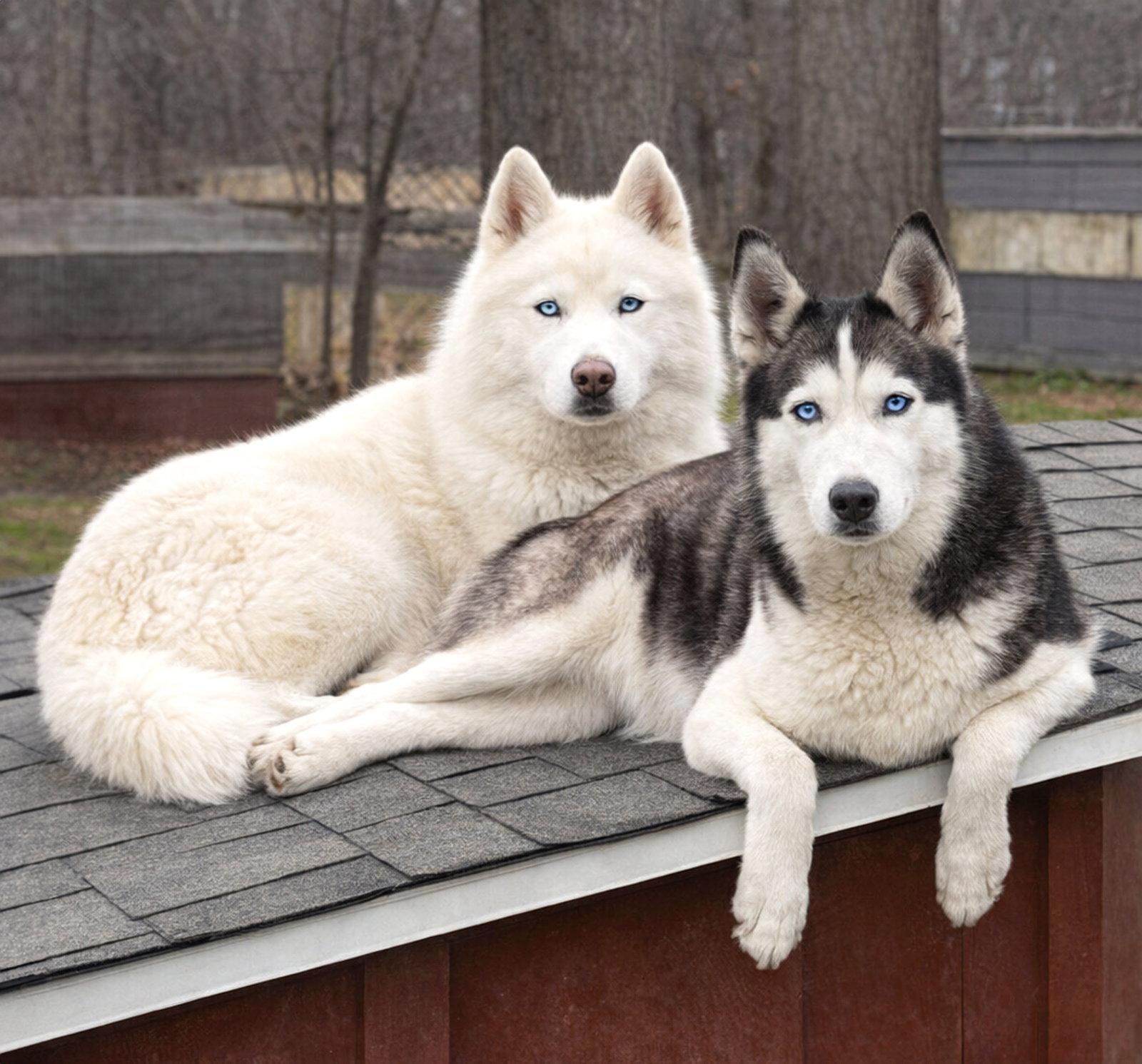 Enlarge Nova bonded with Koda, a Adoptable Husky in Coatesville, PA image 3/3