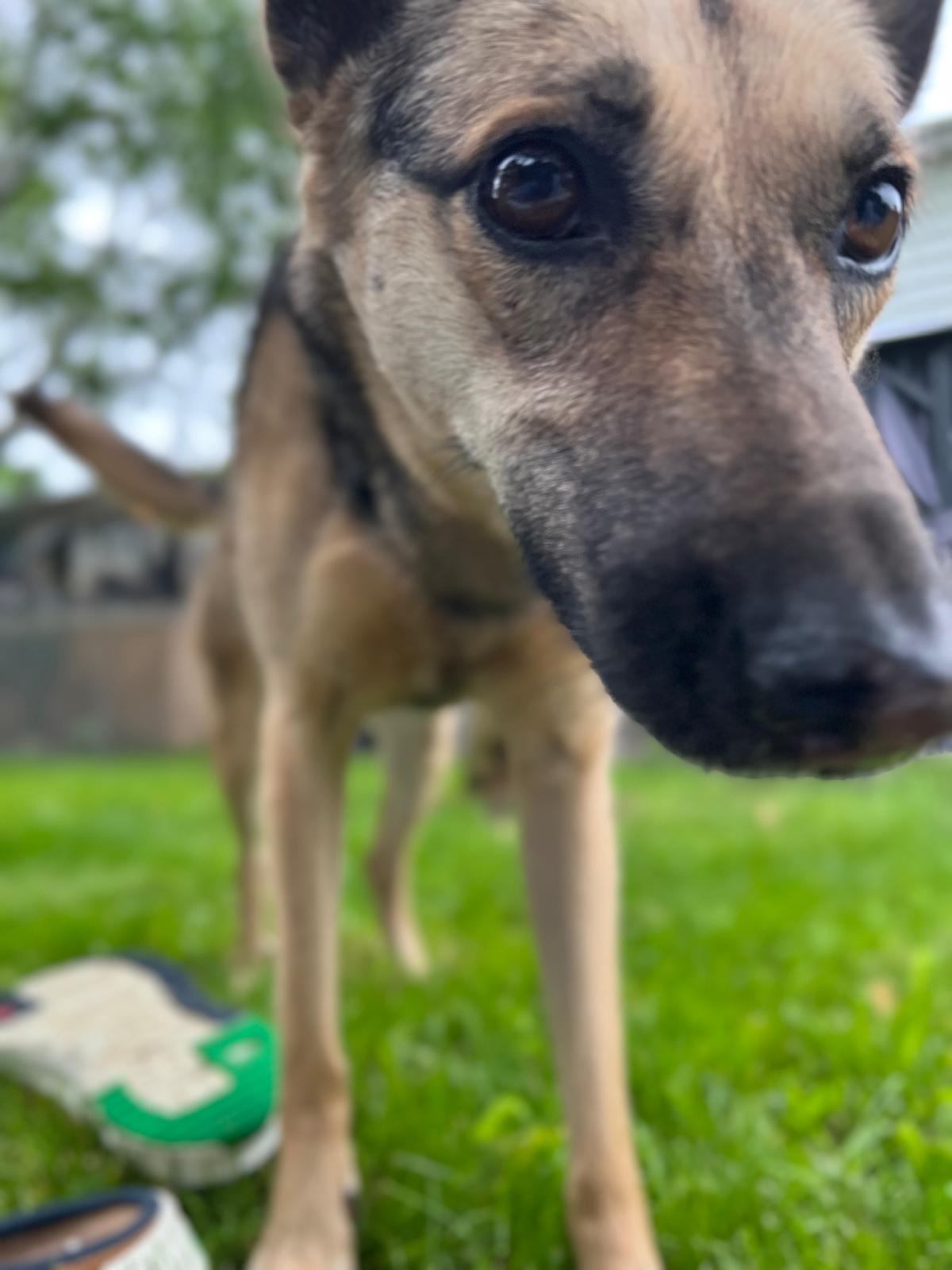 Enlarge Memphis, a ADOPTABLE mixed breed in Thornhill, ON image 4/5