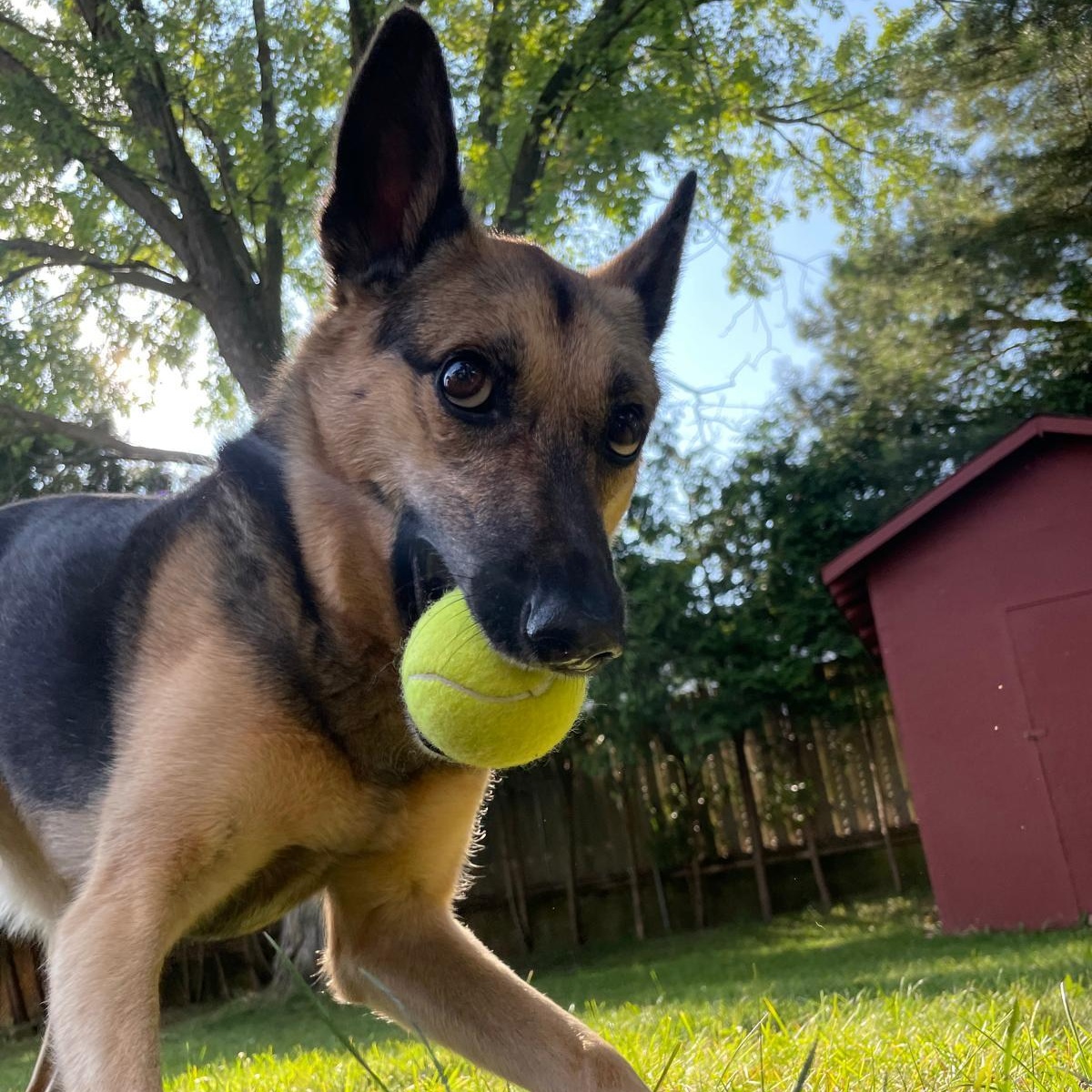 Enlarge Memphis, a ADOPTABLE mixed breed in Thornhill, ON image 1/5