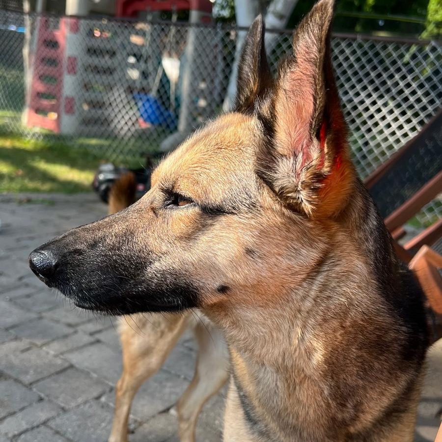 Enlarge Memphis, a ADOPTABLE mixed breed in Thornhill, ON image 5/5