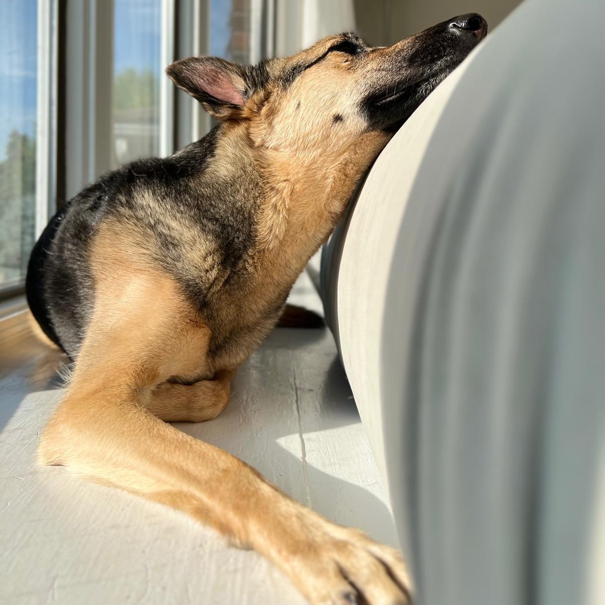 Enlarge Memphis, a ADOPTABLE mixed breed in Thornhill, ON image 3/5