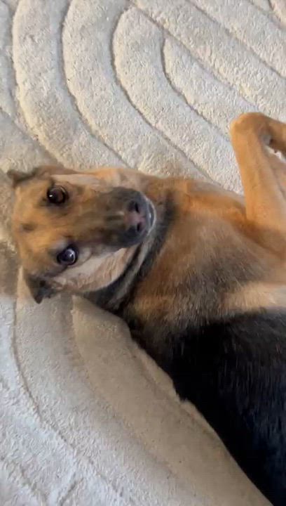 Enlarge Memphis, a ADOPTABLE mixed breed in Thornhill, ON video 2/5