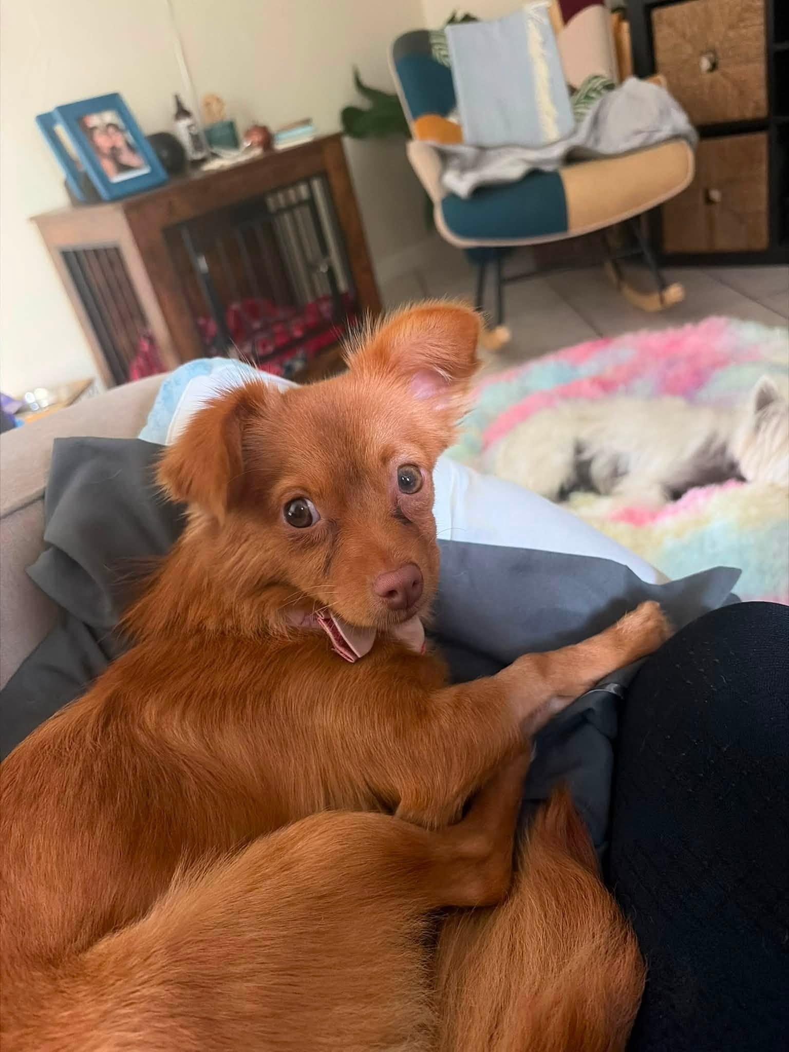 CAMILA ROSE, Adoptable, Young Female Chihuahua.
