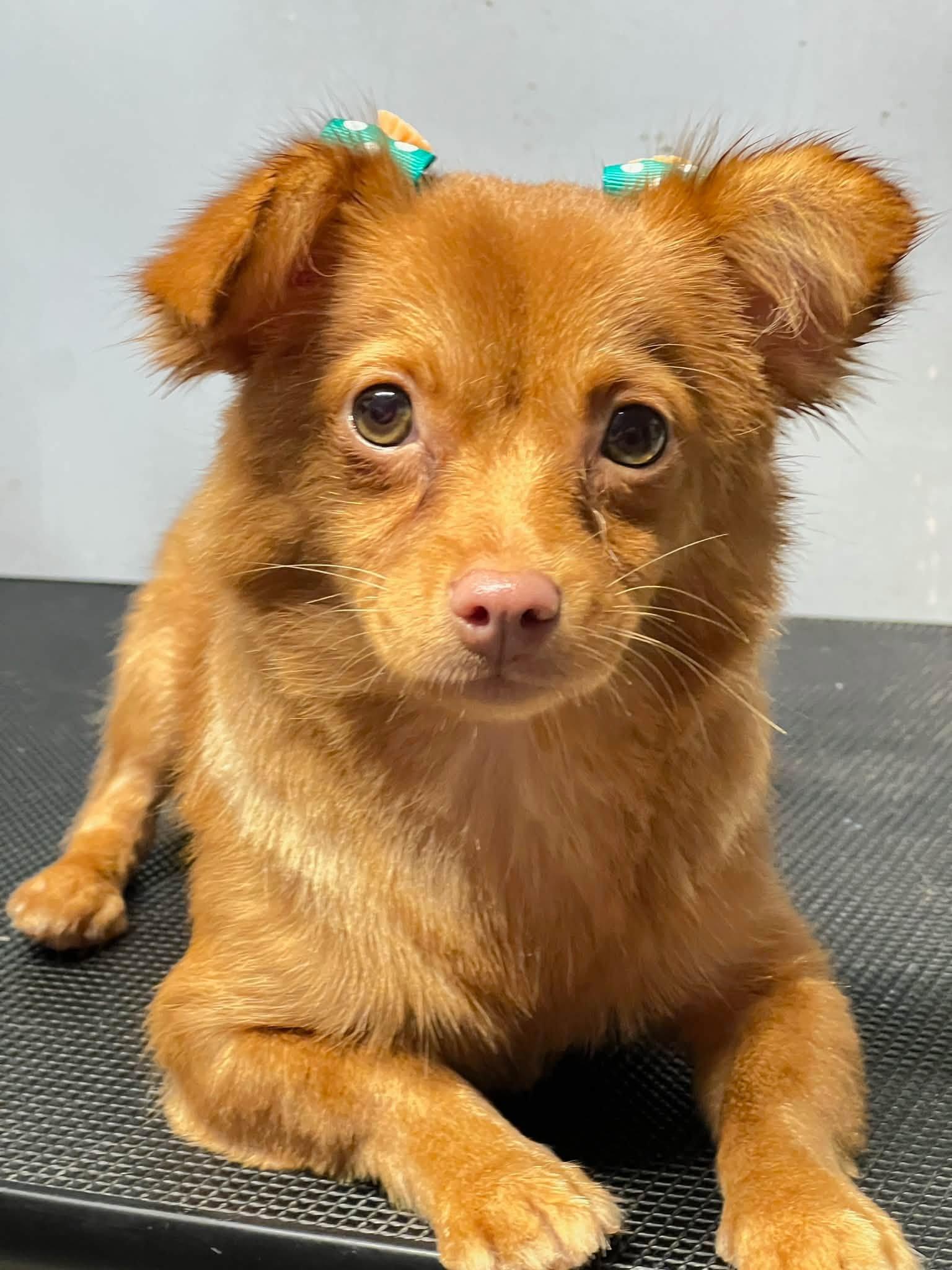 CAMILA ROSE, a Adoptable Chihuahua in Katy, TX image 2/3