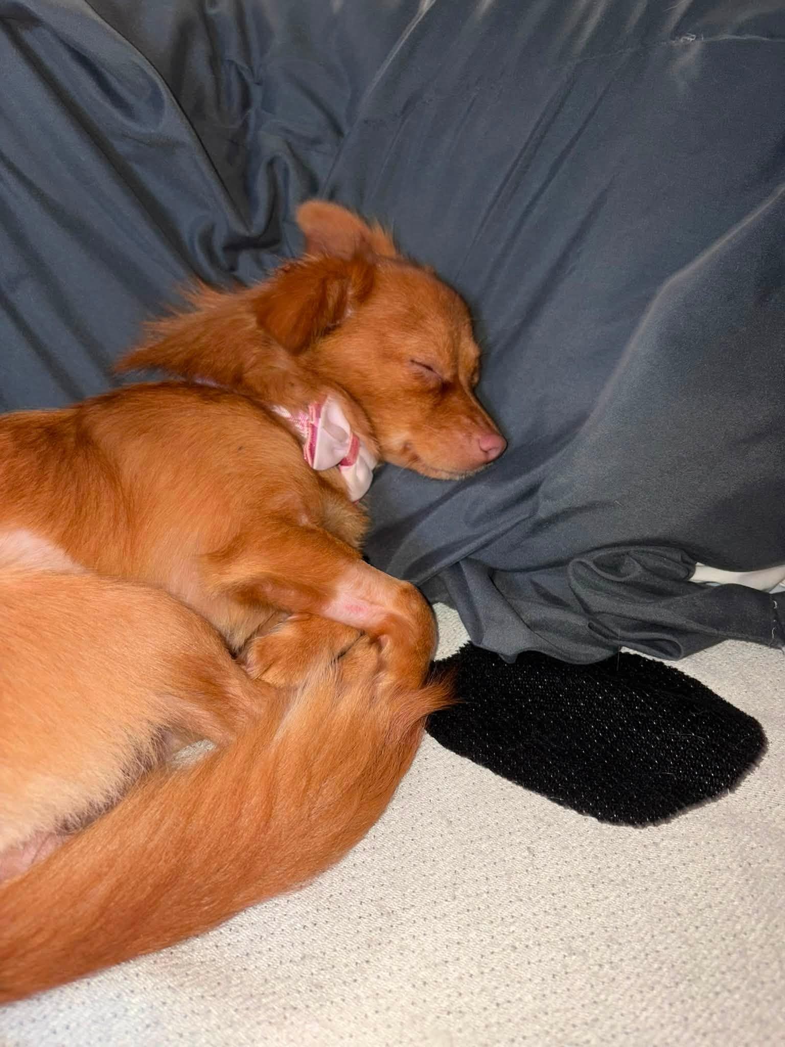 CAMILA ROSE, a Adoptable Chihuahua in Katy, TX image 3/3