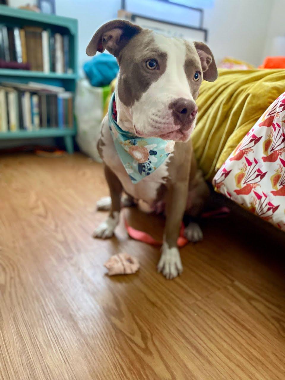 Delilah, a Adoptable mixed breed in rowland heights, CA image 1/3