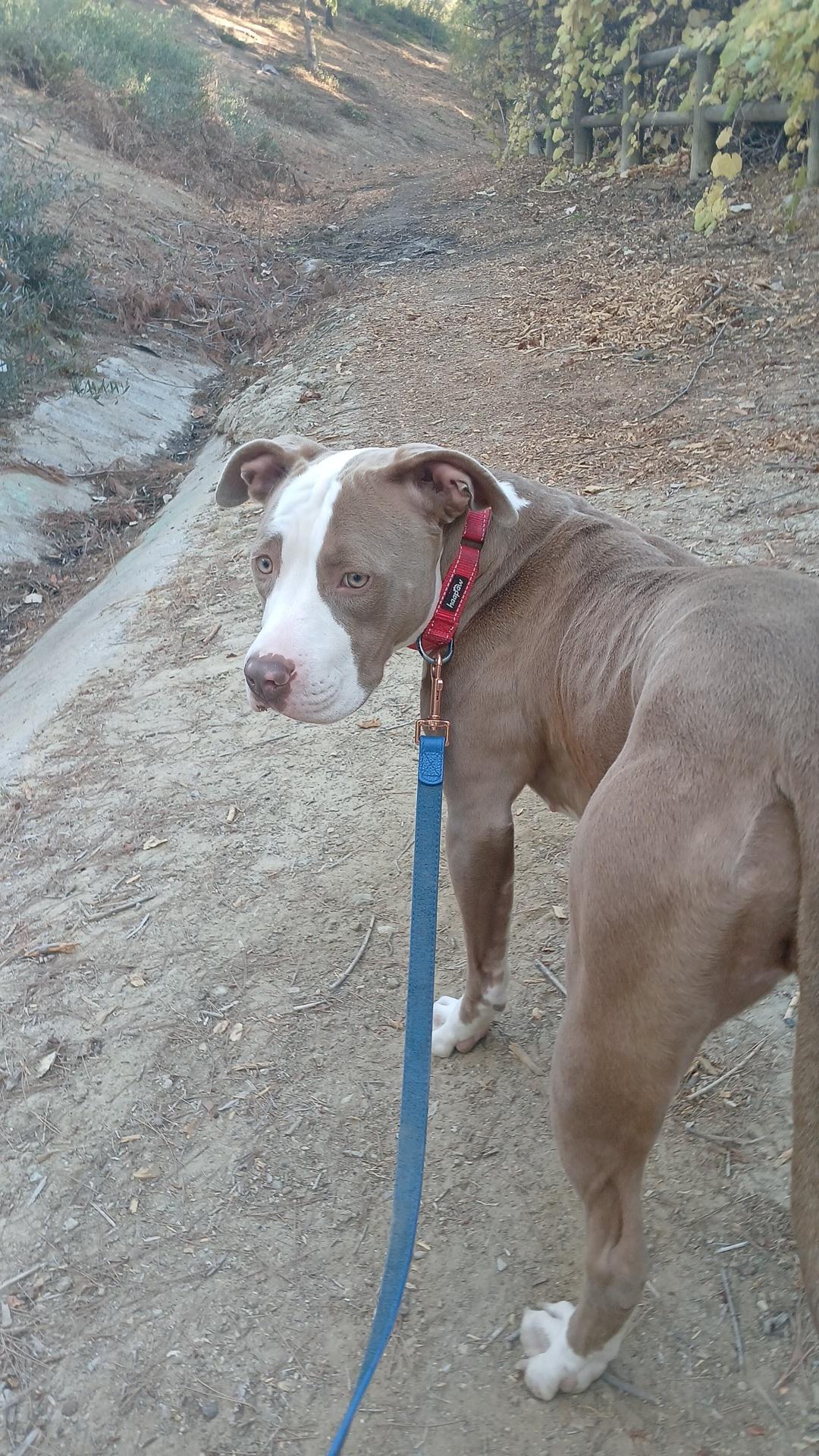 Delilah, a Adoptable mixed breed in rowland heights, CA image 2/3