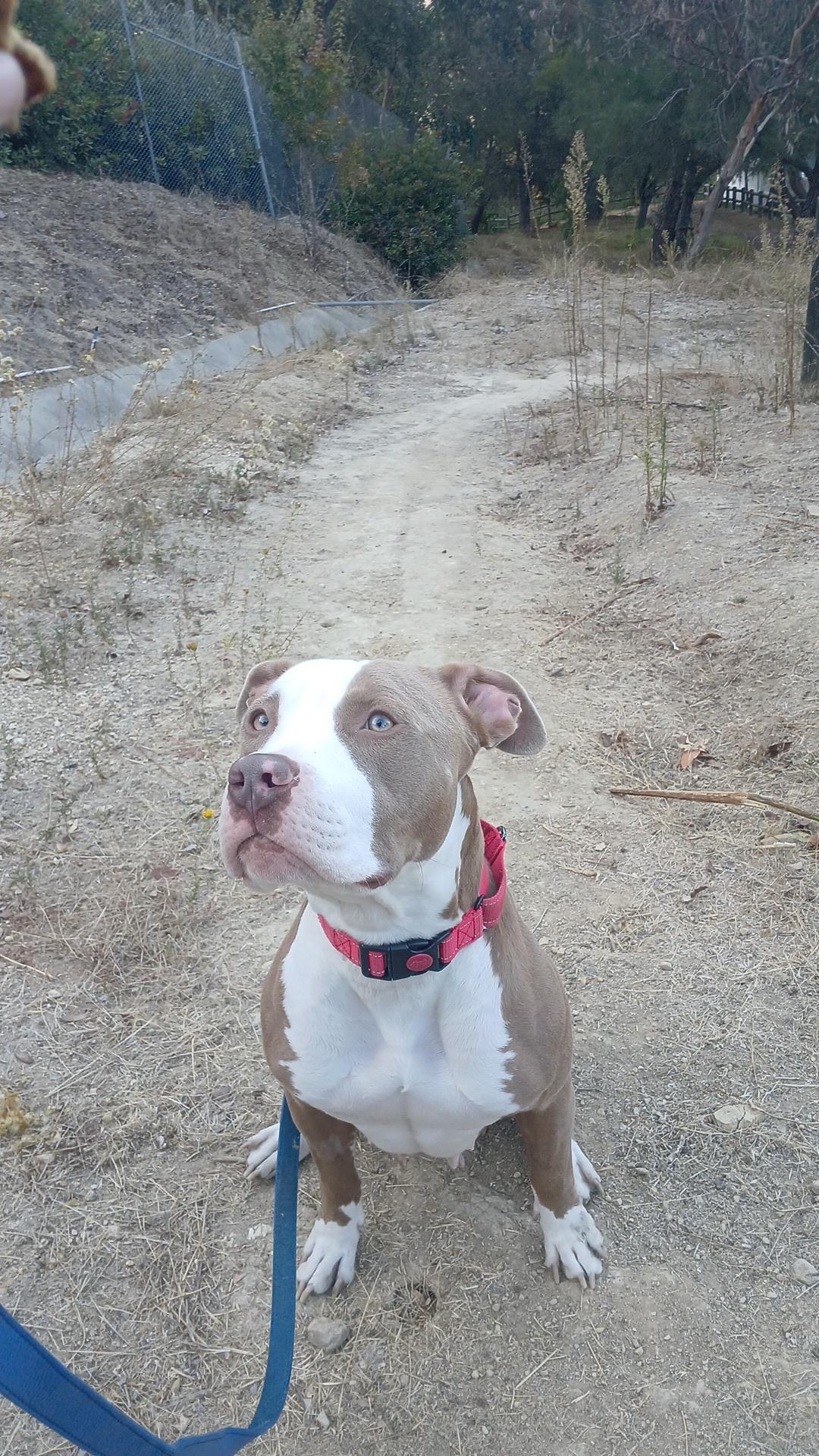 Delilah, a Adoptable mixed breed in rowland heights, CA image 3/3