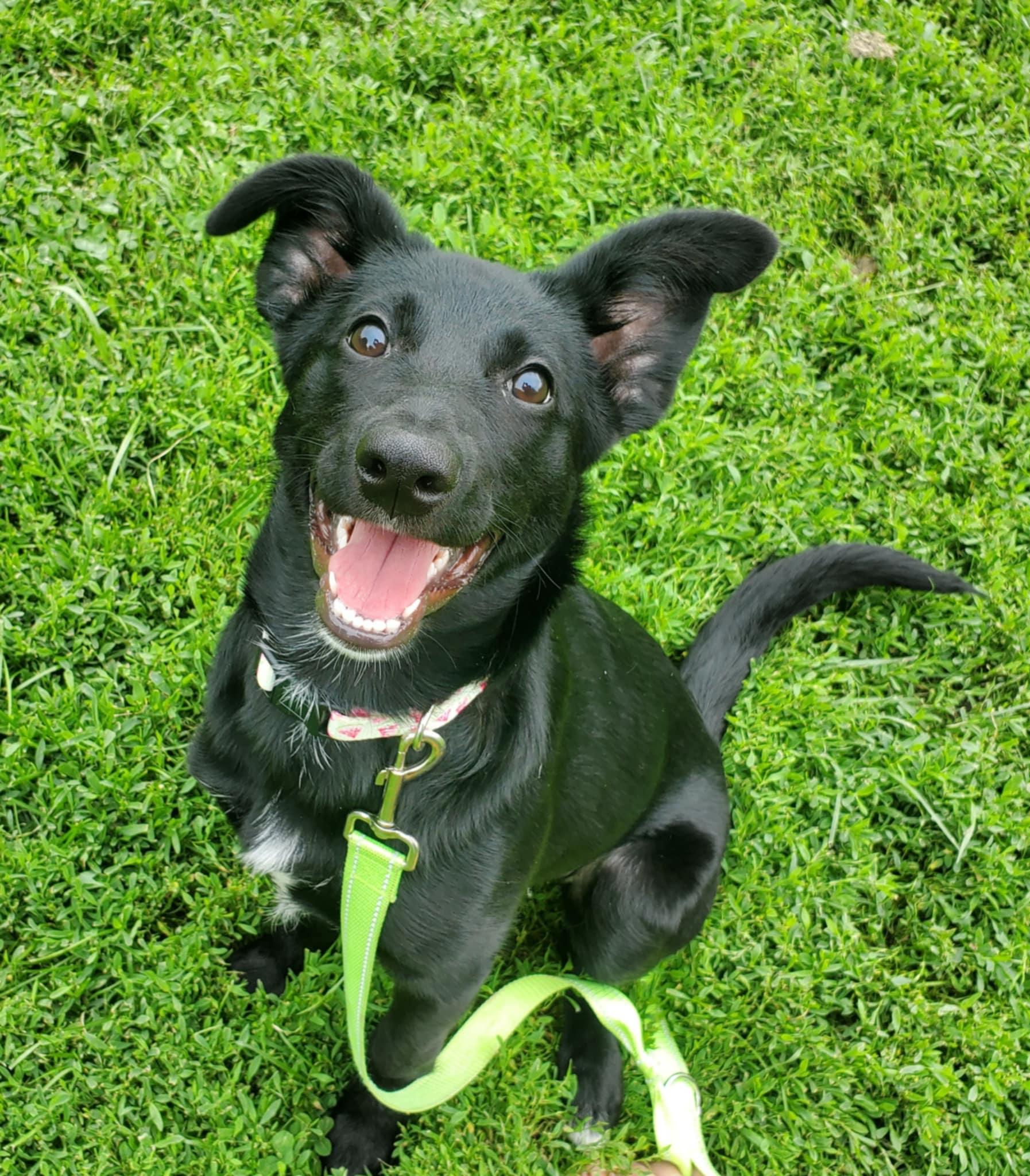 Betty, Baby Female Shepherd