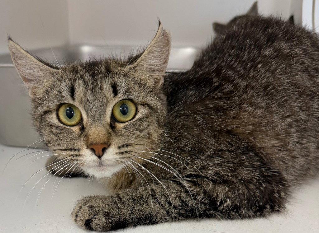 26-285 Duchess, Adoptable, Adult Female Domestic Short Hair.