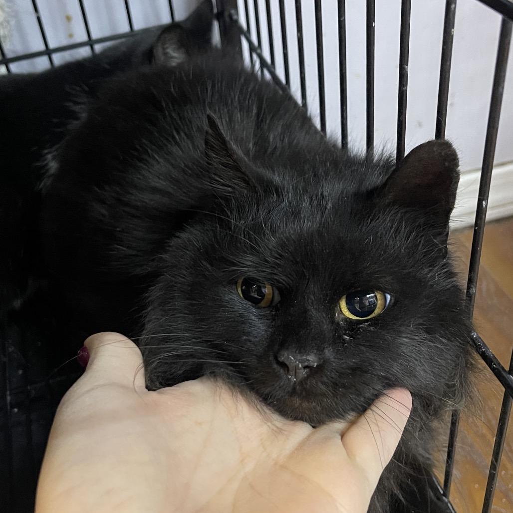 Lilia, Adoptable, Adult Female Domestic Medium Hair.