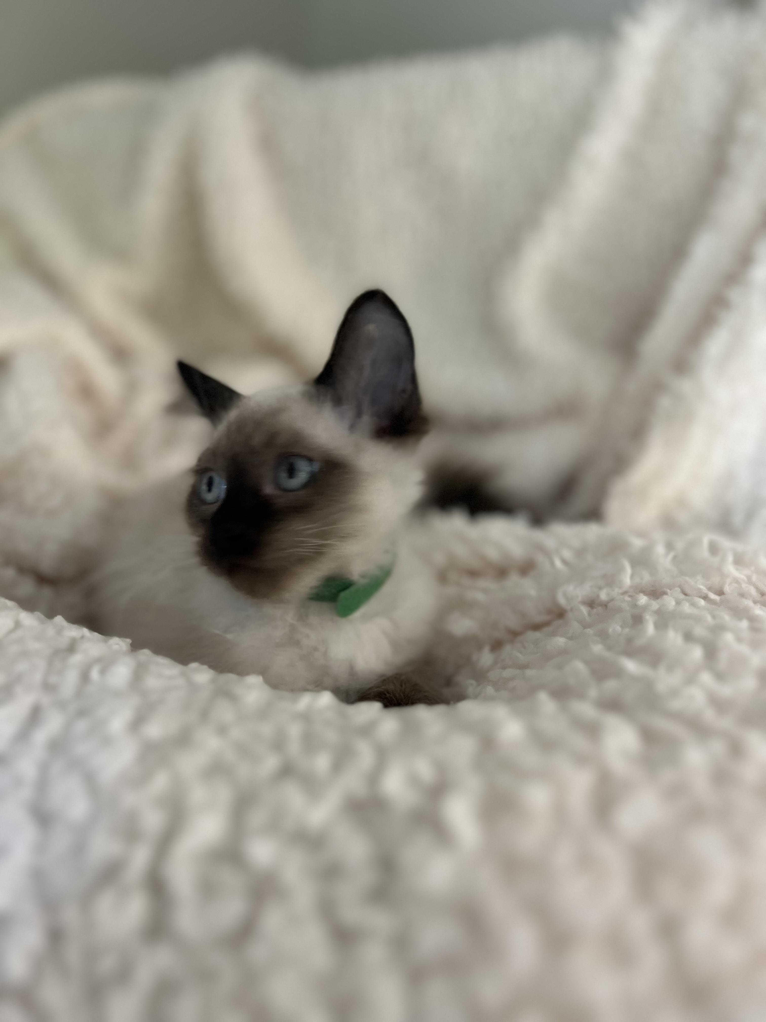 Soxsie, a Adopted mixed breed in Lombard, IL image 1/3