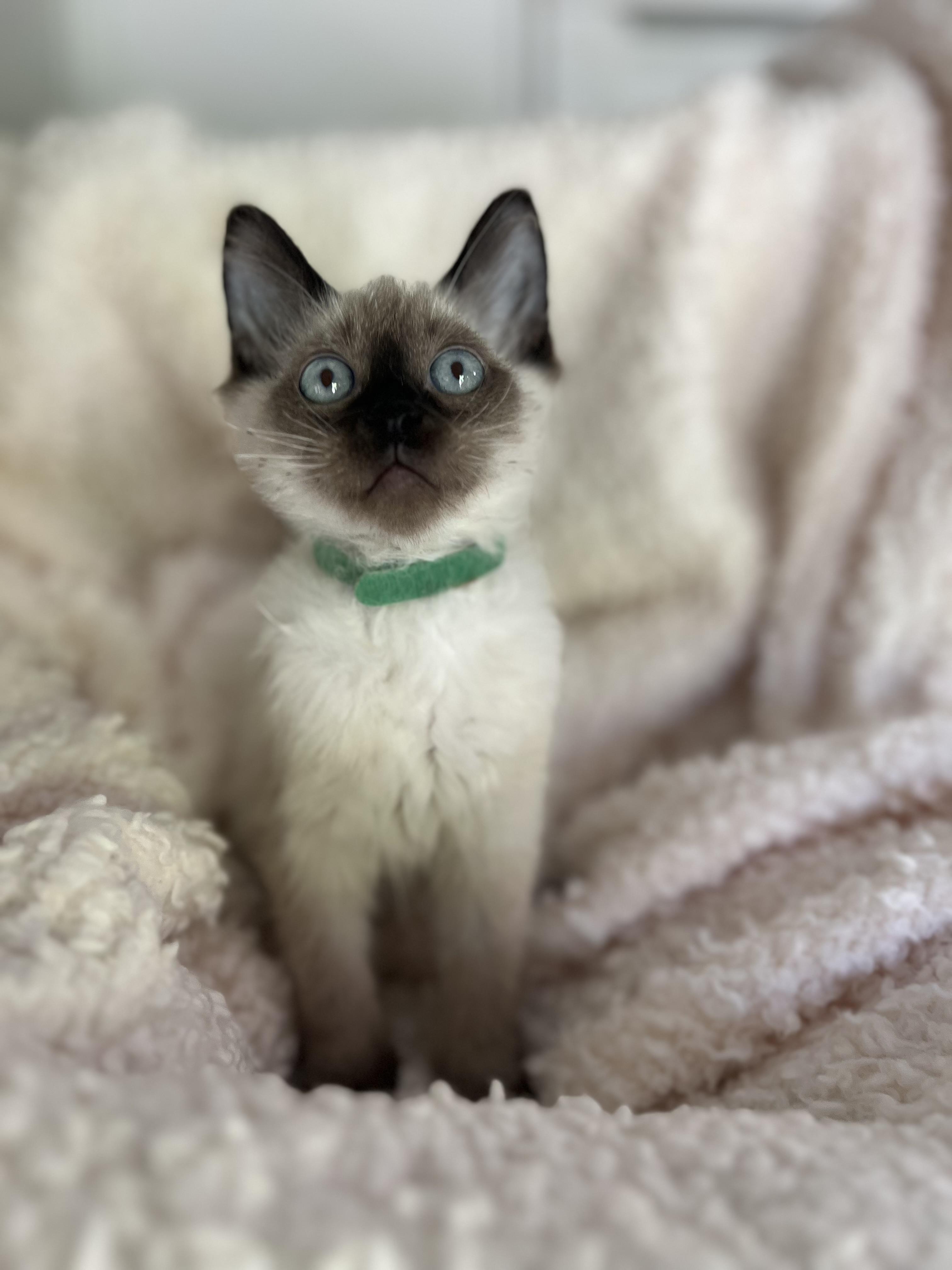 Soxsie, a Adopted mixed breed in Lombard, IL image 2/3