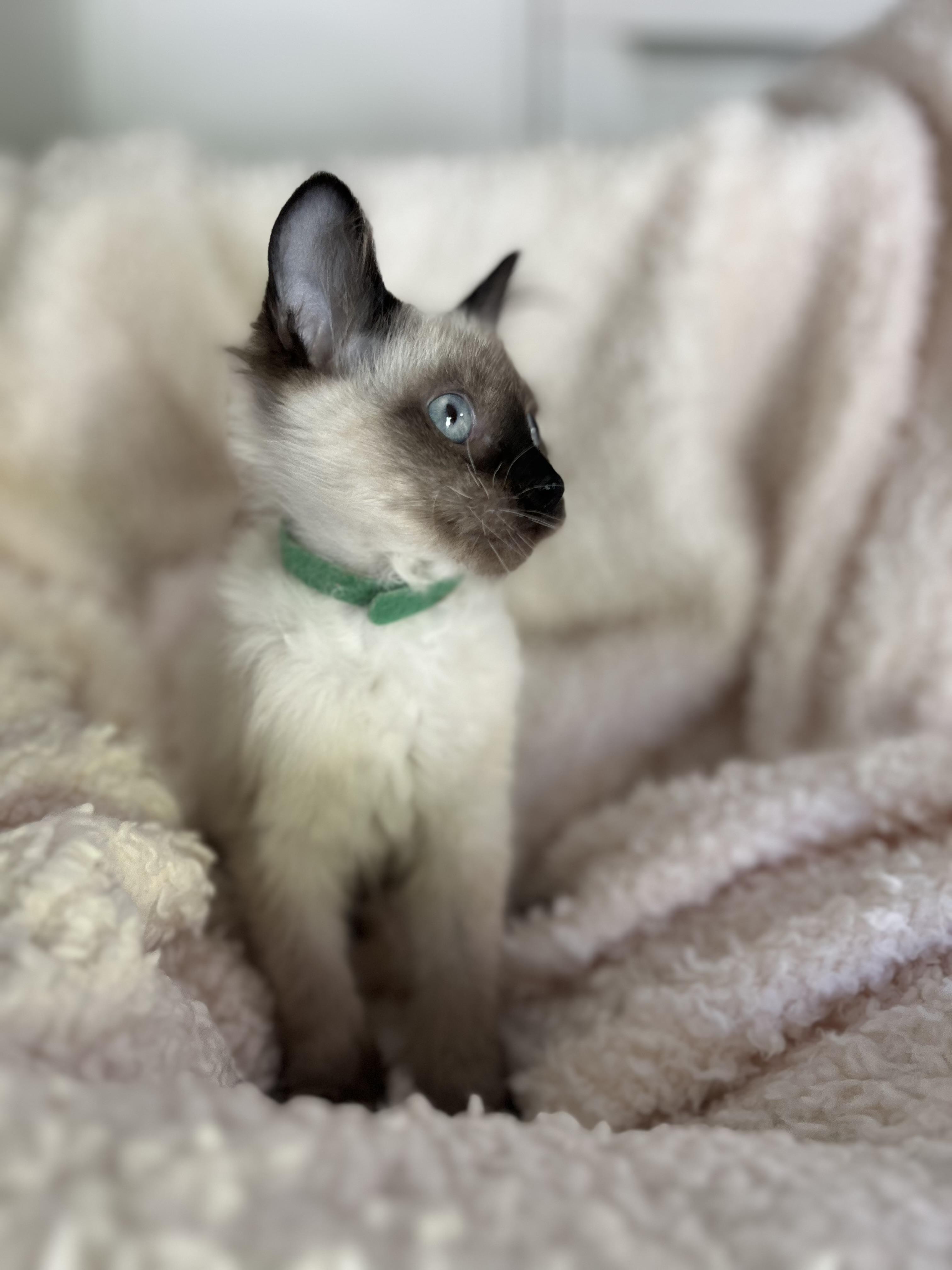 Soxsie, a Adopted mixed breed in Lombard, IL image 3/3