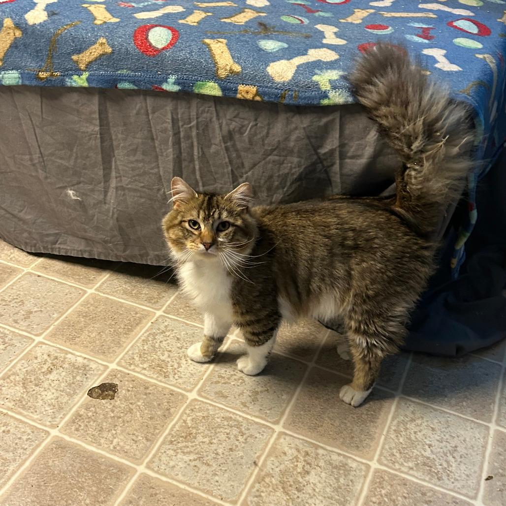Enlarge Def Leppard, a Adoptable Domestic Long Hair in Salem, WV image 1/2