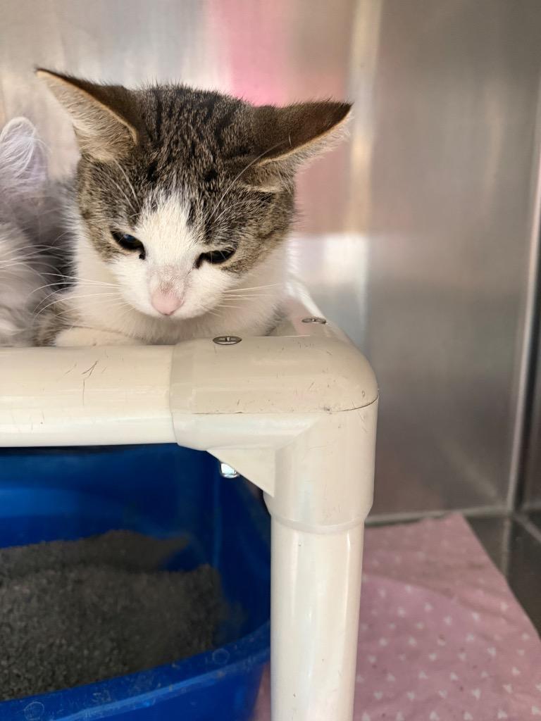 Tiger, Adoptable, Adult Female Domestic Short Hair.