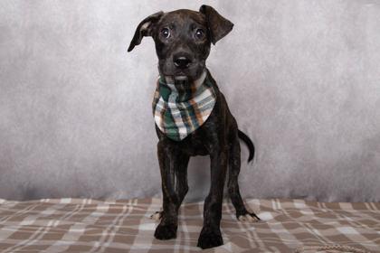 Enlarge Hayley, a Adoptable mixed breed in Greenville, SC image 1/1