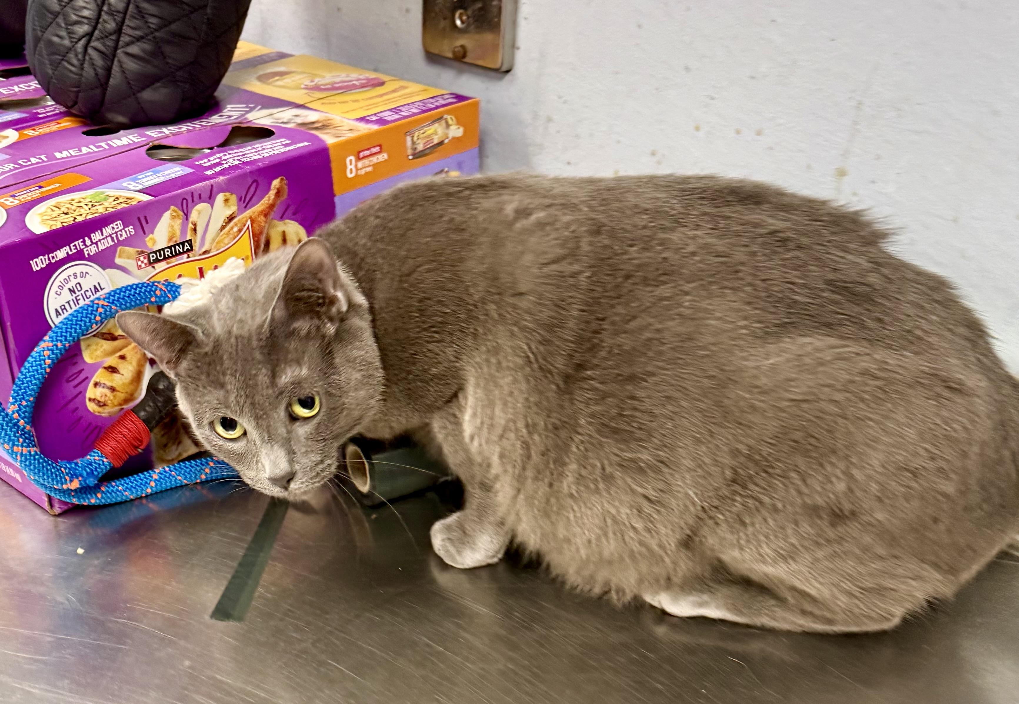 Enlarge Smokey, a Adopted Domestic Short Hair in Yonkers, NY image 4/5