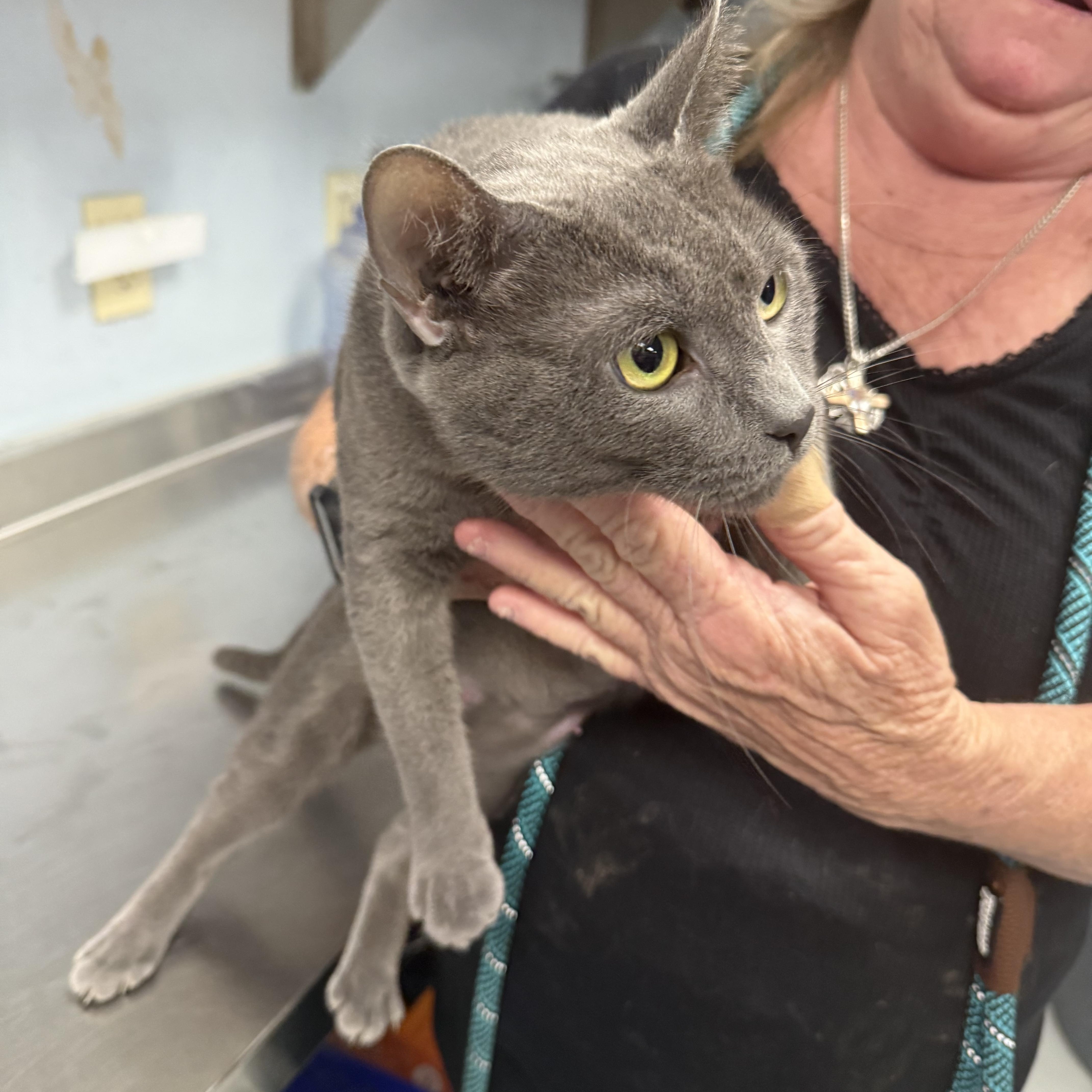 Enlarge Smokey, a Adopted Domestic Short Hair in Yonkers, NY image 2/5