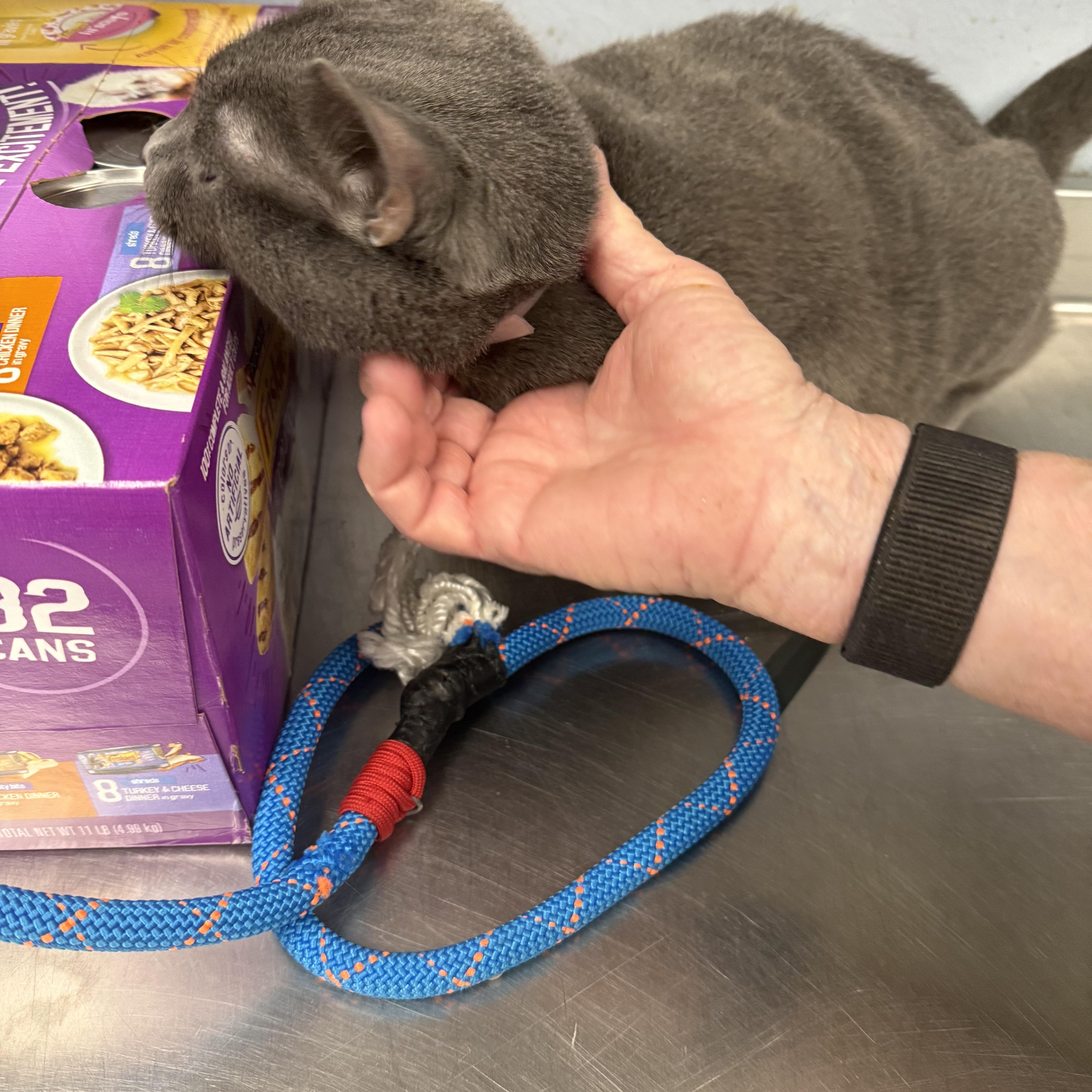 Enlarge Smokey, a Adopted Domestic Short Hair in Yonkers, NY image 3/5