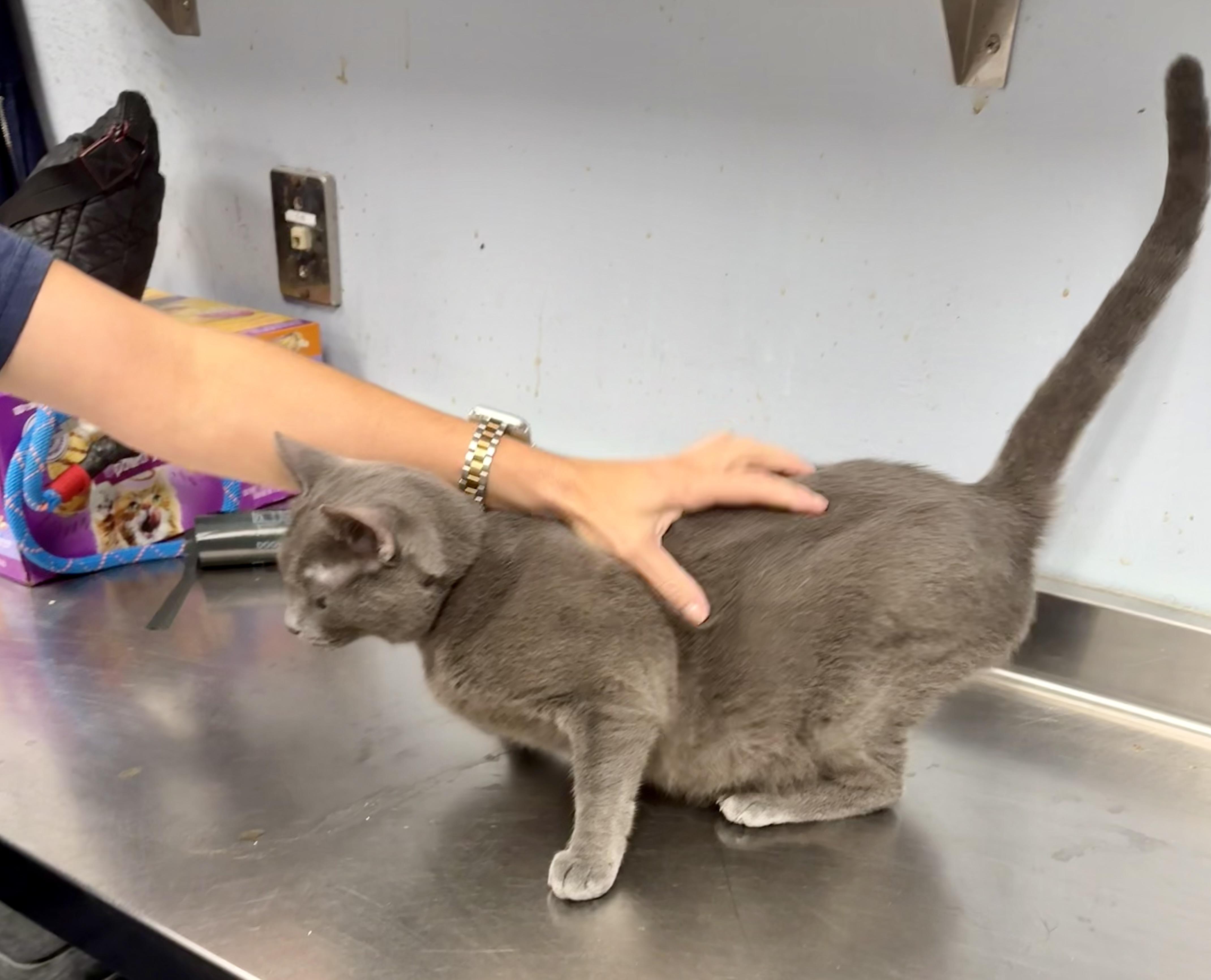 Enlarge Smokey, a Adopted Domestic Short Hair in Yonkers, NY image 5/5