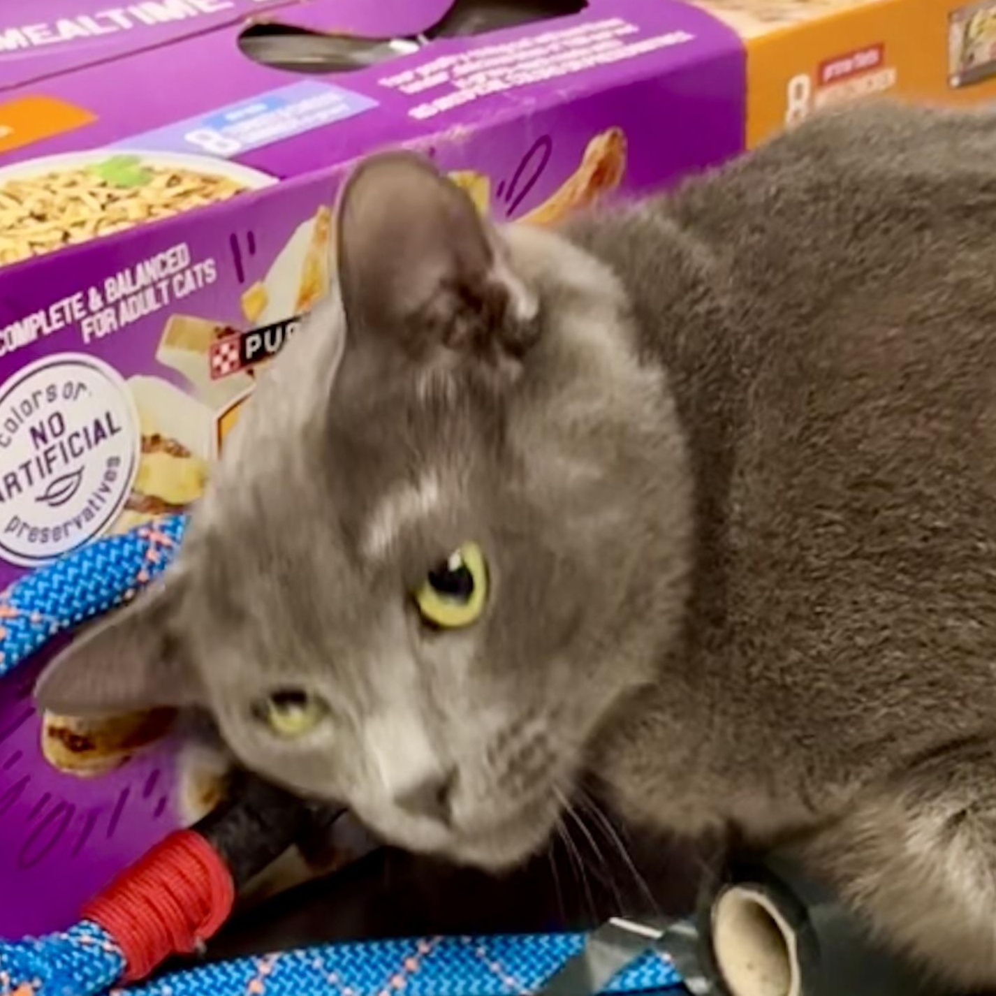 Smokey, Adopted, Young Female Domestic Short Hair.