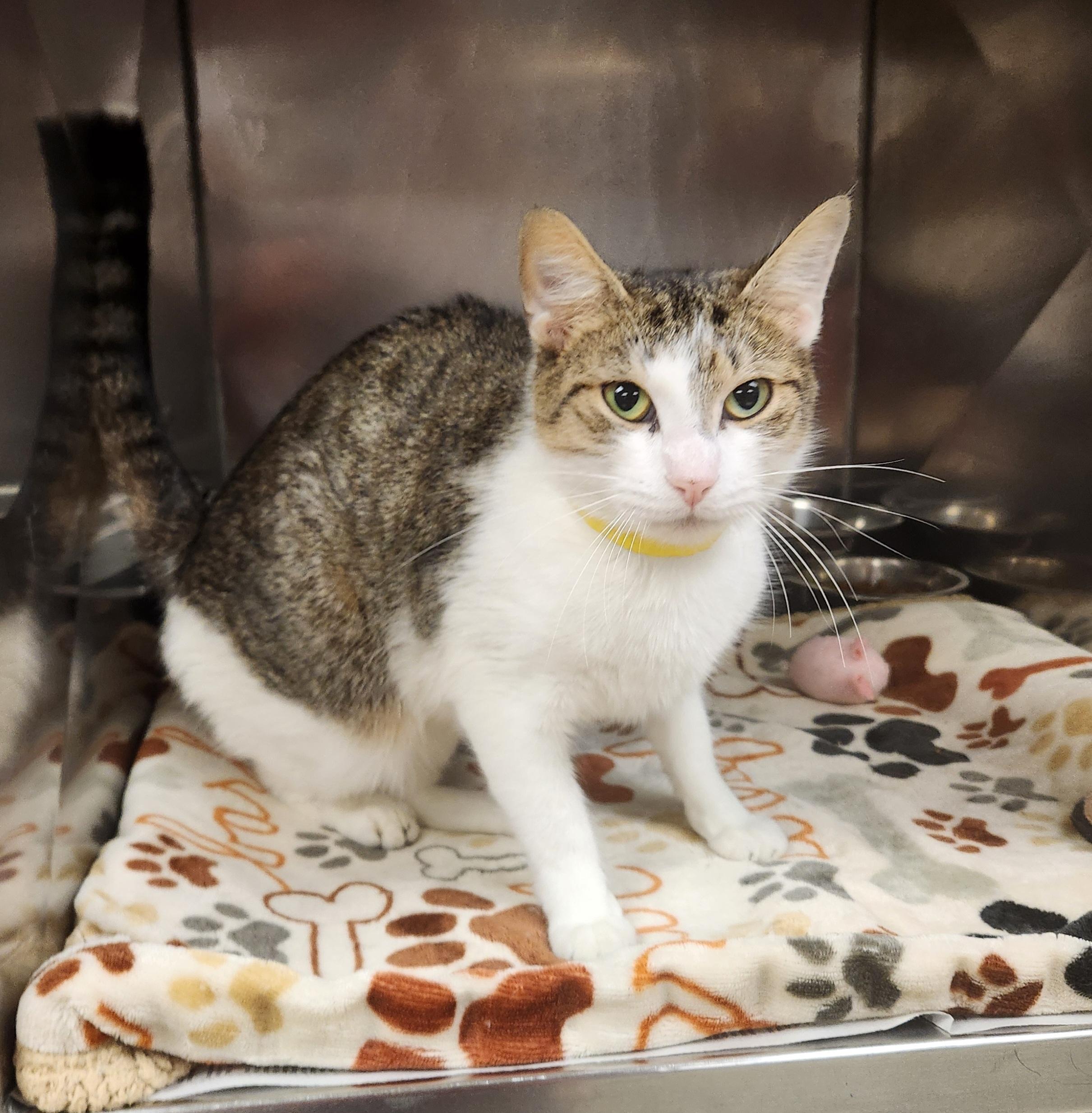 Paisley, ADOPTABLE, Adult Female Domestic Short Hair.