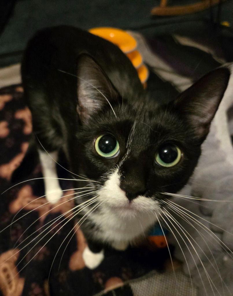 Enlarge Primrose, a Adoptable Domestic Short Hair in Battle Ground, WA image 1/2