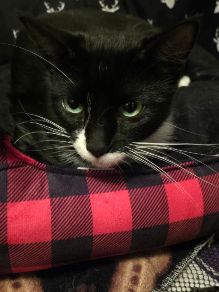 Enlarge Primrose, a Adoptable Domestic Short Hair in Battle Ground, WA image 2/2