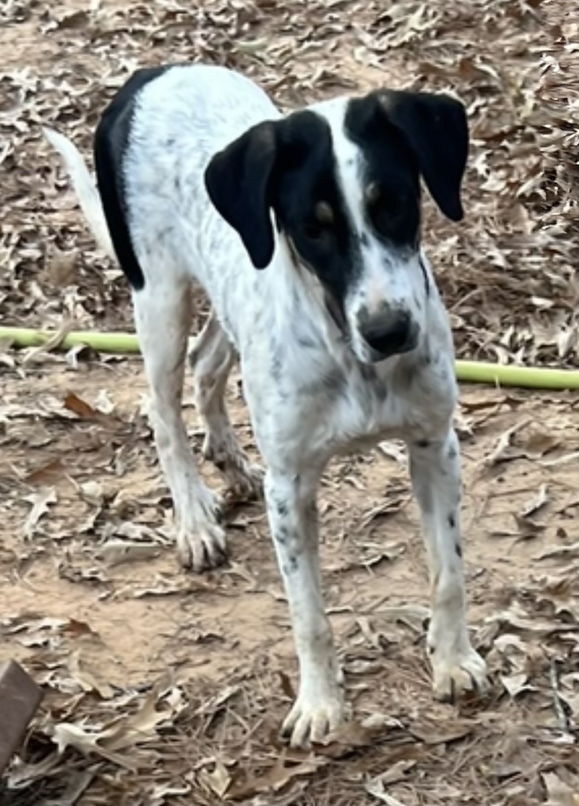 Enlarge Gabby, a Adoptable mixed breed image 1/1